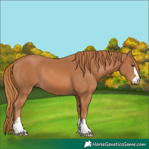 Horse Color:Chestnut 