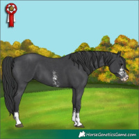 Horse Color:Black Sabino
