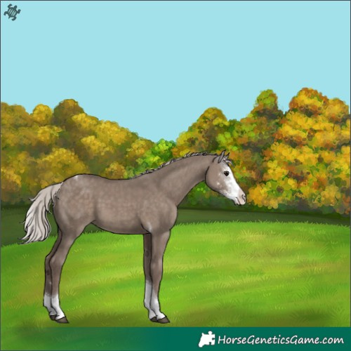 Horse Color:Silver Grullo Sabino Tobiano 