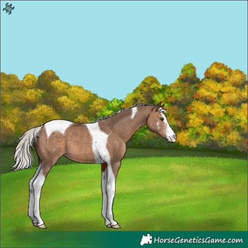 Horse Color:Silver Brown Dun Sabino Tobiano