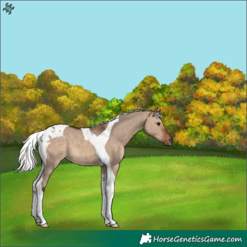 Horse Color:Silver Brown Dun Tobiano 