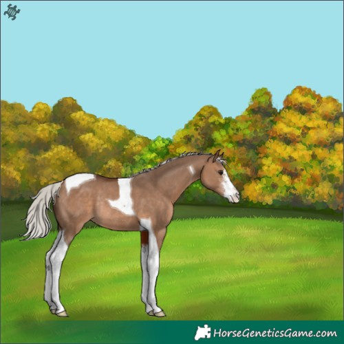 Horse Color:Silver Brown Dun Sabino Tobiano Rabicano