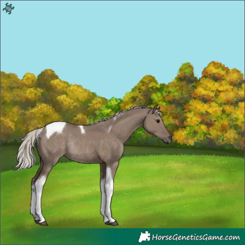 Horse Color:Silver Grullo Tobiano Rabicano