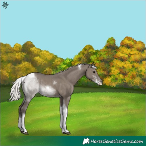 Horse Color:Silver Grullo Sabino Tobiano Rabicano