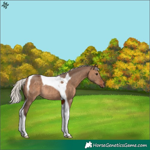 Horse Color:Silver Brown Dun Tobiano Rabicano
