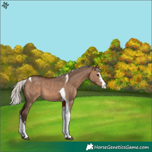 Horse Color:Silver Brown Dun Sabino Tobiano 