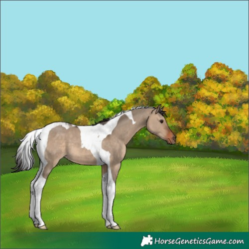 Horse Color:Brown Dun Tobiano 