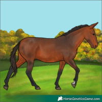 Horse Color:Bay  and Bay 