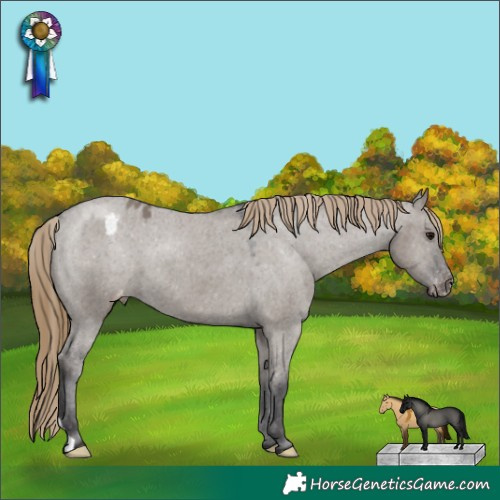 Horse Color:Smoky Grullo Appaloosa 