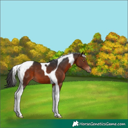 Horse Color:Brown Tobiano 
