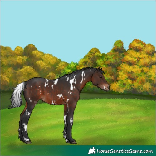 Horse Color:White Spotted Brown 