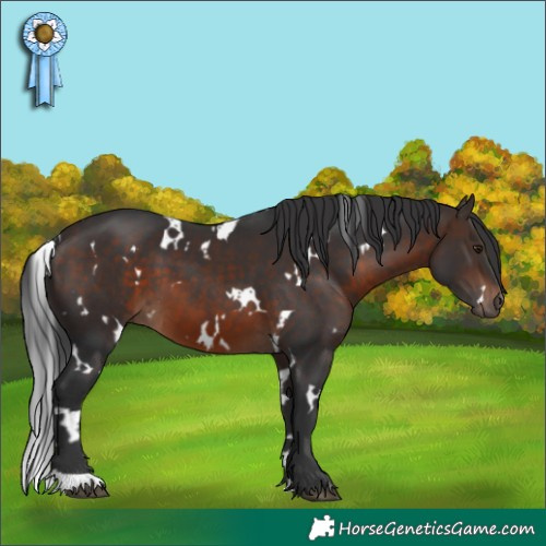 Horse Color:White Spotted Brown 