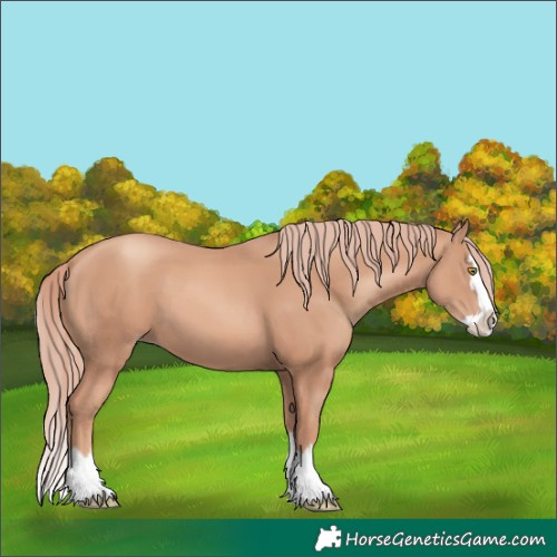 Horse Color:Gold Champagne Splash 