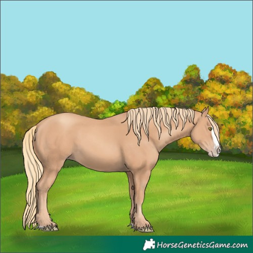 Horse Color:Gold Champagne Splash 