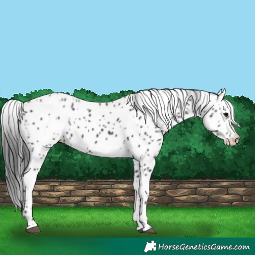 Horse Color:Black Appaloosa 