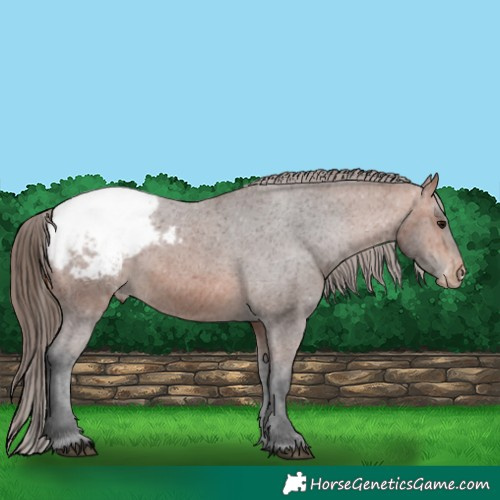 Horse Color:Bay Snowcap 