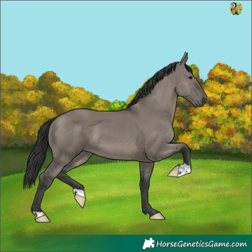 Horse Color:Grullo 