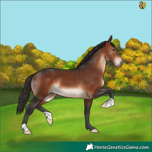 Horse Color:Brown 