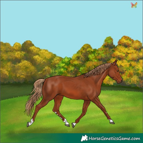 Horse Color:Chestnut 