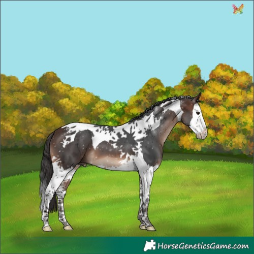 Horse Color:Brown Splash Tobiano 