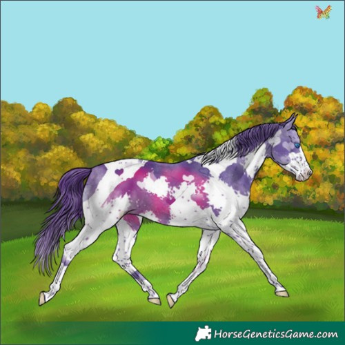 Horse Color:Watercolor Black Splash Tobiano 