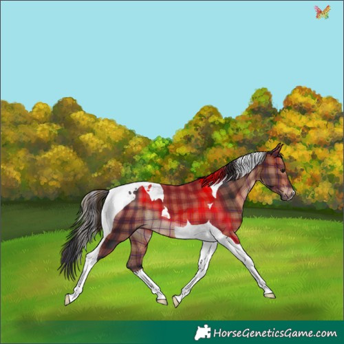 Horse Color:Plaid  Brown Tobiano 