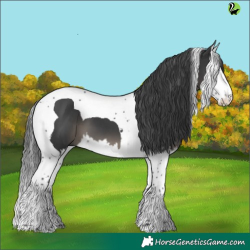 Horse Color:Black Splash Tobiano 