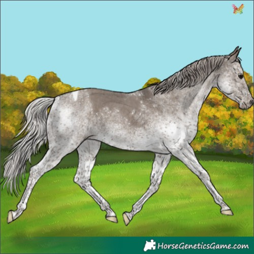 Horse Color:White Spotted Silver Grullo Tobiano 