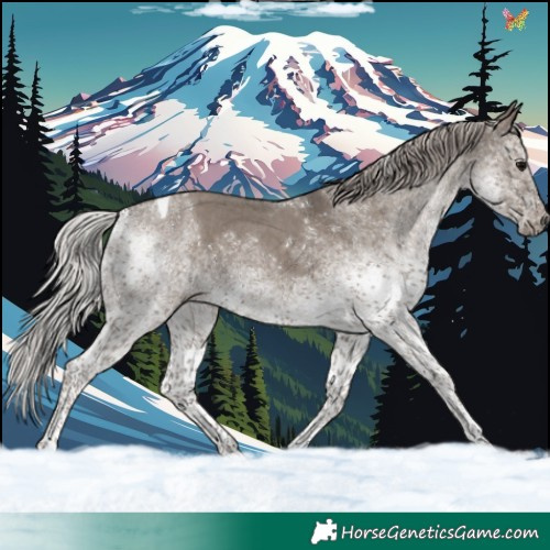 Horse Color:White Spotted Silver Grullo Tobiano 