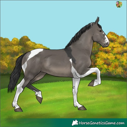 Horse Color:Grullo Tobiano 