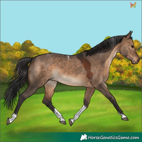 Horse Color:Brown Dun Tobiano 