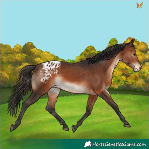 Horse Color:Brown Appaloosa Rabicano 