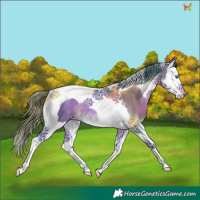 Horse Color:Watercolor Bay Splash Tobiano Appaloosa Rabicano 