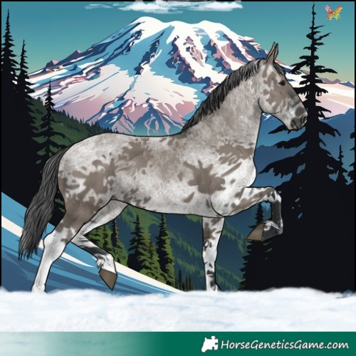 Horse Color:White Spotted Grullo 