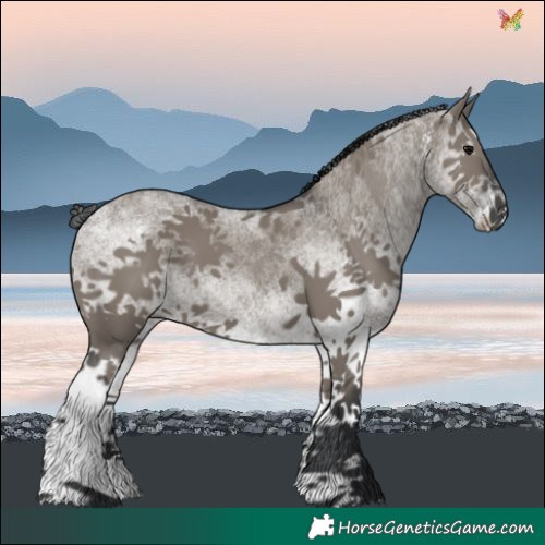Horse Color:White Spotted Grullo 