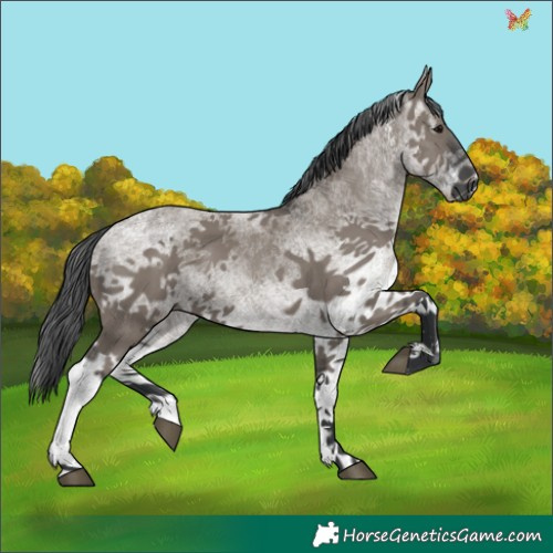 Horse Color:White Spotted Grullo 