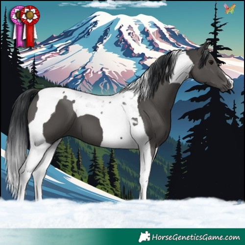 Horse Color:Black Tobiano 