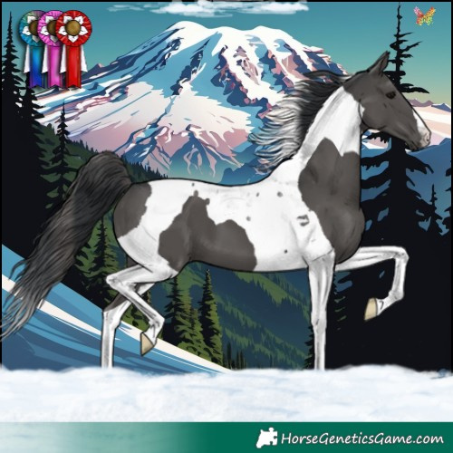 Horse Color:Black Tobiano 