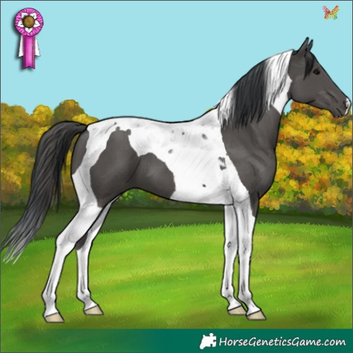 Horse Color:Black Tobiano 