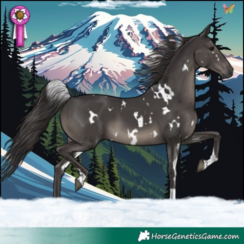 Horse Color:White Spotted Smoky Black Tobiano 