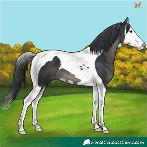 Horse Color:Black Splash Tobiano 