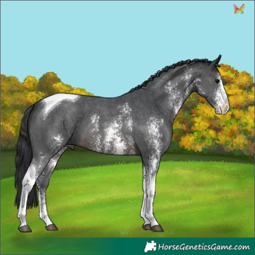 Horse Color:Brown Sabino Tobiano 