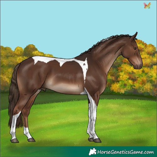 Horse Color:Liver Chestnut Tobiano 