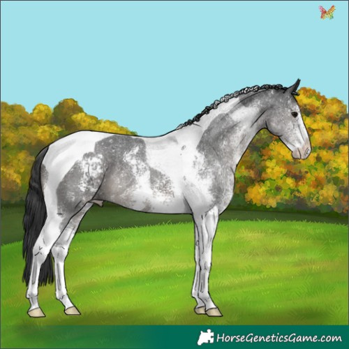 Horse Color:Black Sabino Tobiano 
