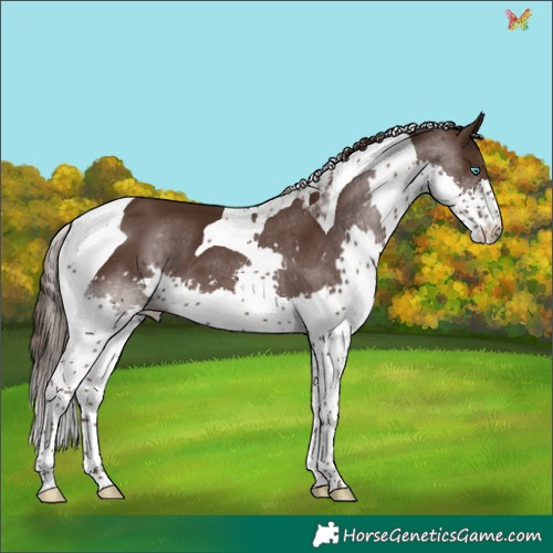 Horse Color:Liver Chestnut Splash Tobiano 