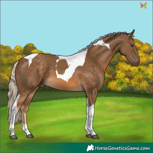 Horse Color:Chocolate Palomino Tobiano 