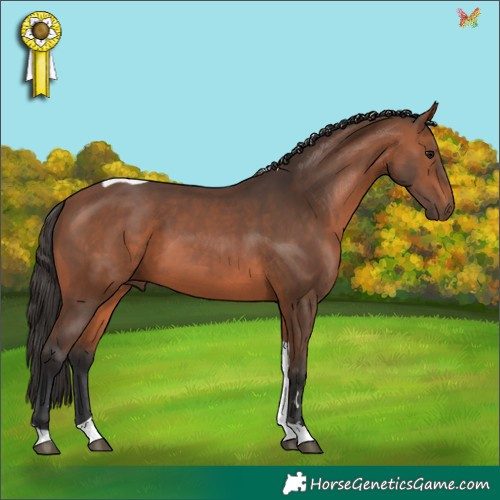 Horse Color:Bay Tobiano 