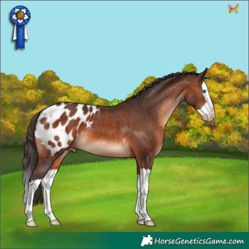 Horse Color:Brown Splash Appaloosa 