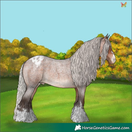 Horse Color:Silver Brown Roan Appaloosa 