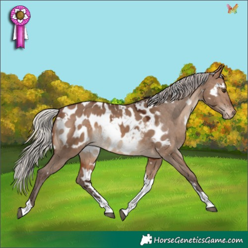 Horse Color:White Spotted Silver Brown Dun Tobiano Appaloosa 